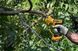 Секатор аккумуляторный DeWALT DCMPP568N DCMPP568N фото 7