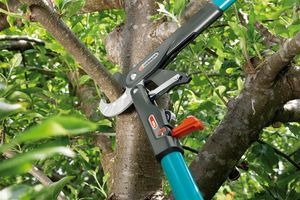 Правильно выбираем инструмент для обрезки деревьев в саду фото