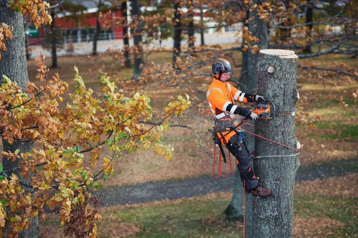 Пила Husqvarna 550iXP