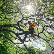 Система страховки Арбориста